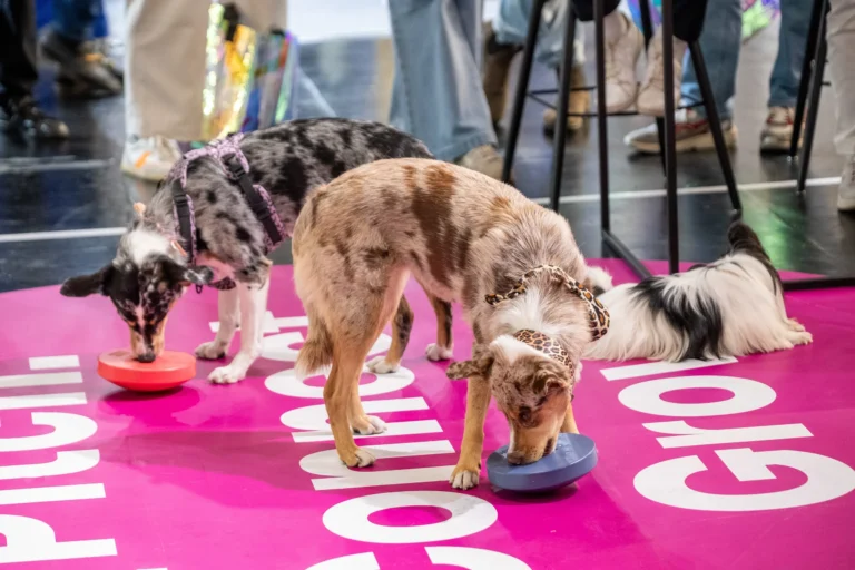 Dogs trying out BOGGL enrichment toys on the Fresh Ideas Stage